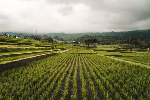 Landscape view of rice plants in rows. Rice plantation land, paddy field agriculture