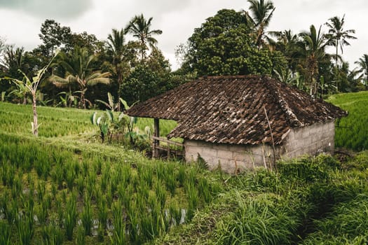 Close up shot of farm barn in rice field. Farming rice plantation, balinese paddy agriculture