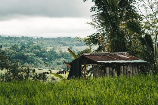 Close up shot of farm barn in rice field. Farming rice plantation, balinese paddy agriculture