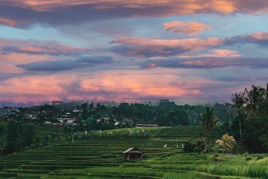 Amazing beautiful sunset view with purple sky and rice plantation. Dusk pink sky above green paddy field