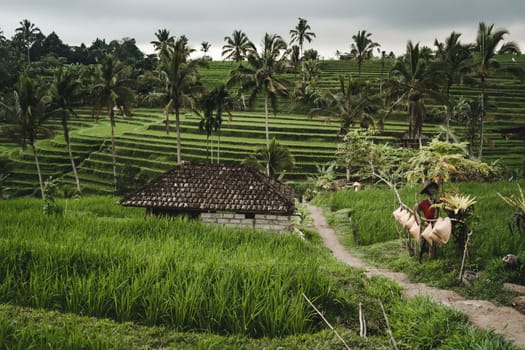 Beautiful view of footway to rice terrace. Farming barn on rice plantation, green paddy field