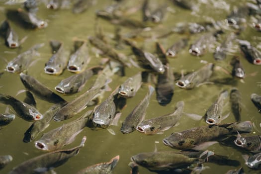 Close up shot of koi pond fishes with open mouths. Feeding lake fishes, group of carps swimming