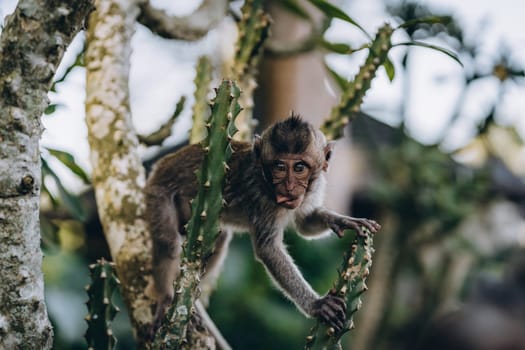 Close up shot of little monkey hanging on tree in monkey forest. Cute macaque climbing on bush branch