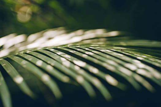 Close up shot of green horizontal palm leaf. Jungle wild forest vegetation, rainforest plants