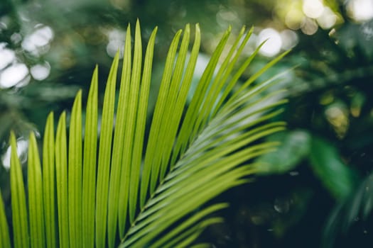 Close up view of green palm leaf with nature background. Tropical rainforest plants and botanicals