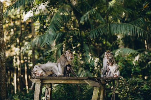 Group of monkeys sitting on stone temple with palms background. Macaques family relaxing in monkey forest