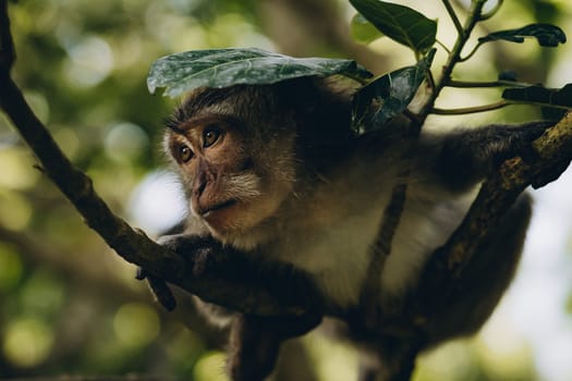 Close up shot of smiling with teeth monkey hanging on branch. Happy monkey climbing on tree