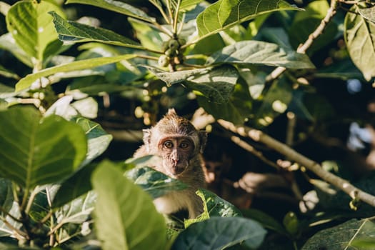 Close up shot of smiling with teeth monkey hanging on branch. Happy monkey climbing on tree