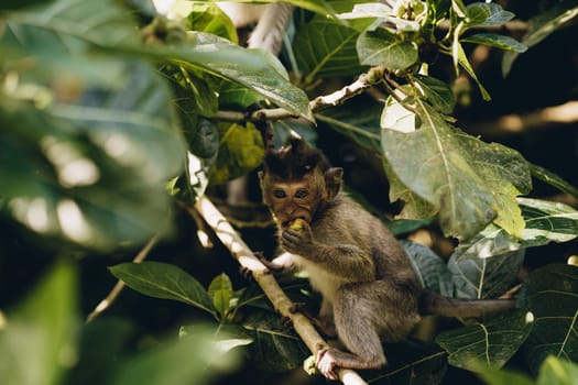 Close up shot of smiling with teeth monkey hanging on branch. Happy monkey climbing on tree