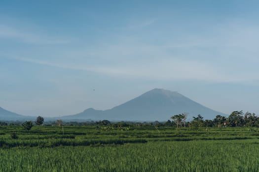 Landscape view of green rice field and mountain. Cloudy and misty morning paddy field plantation