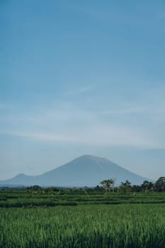 Landscape view of green rice field and mountain. Cloudy and misty morning paddy field plantation