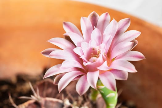 Beautiful   pink flowers of gymnocalycium cactus  in pot 