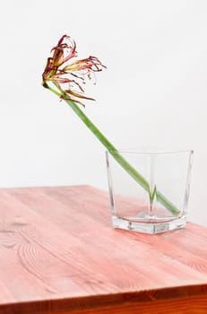 Dried flower of amaryllis in vase , memories and romantic activity