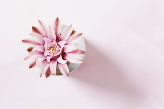 Beautiful  bright pink flower of gymnocalycium cactus  in vase , 