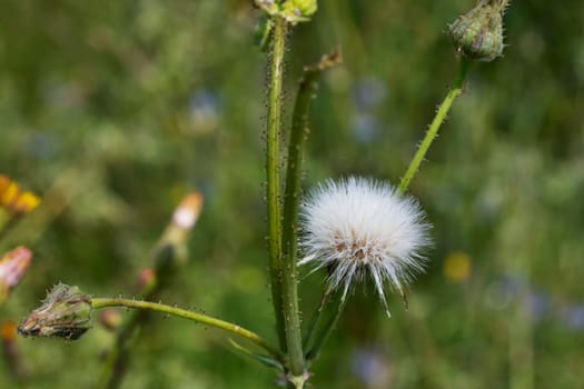 Flowering plant of sonchus also called sow thistle , white seed head ,uncultivated plant ,