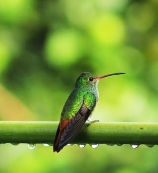 Magical Ecuador wildlife  Pictures