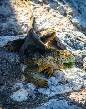 Magical Ecuador wildlife  Pictures