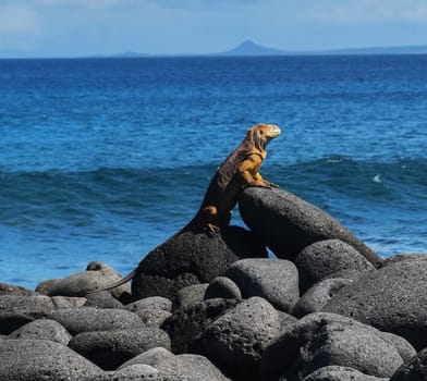 Magical Ecuador wildlife  Pictures