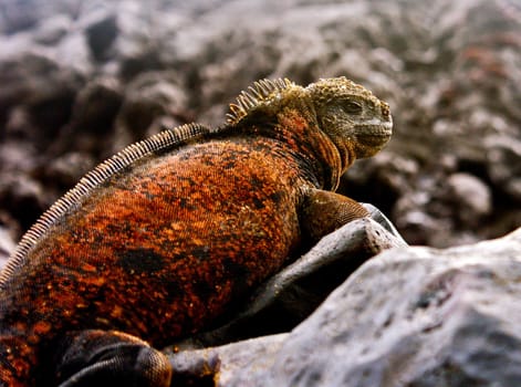 Magical Ecuador wildlife  Pictures