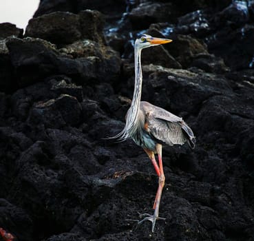 Magical Ecuador wildlife  Pictures