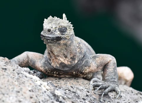 Magical Ecuador wildlife  Pictures