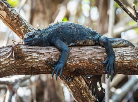 Magical Ecuador wildlife  Pictures