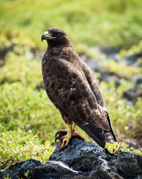 Magical Ecuador wildlife  Pictures