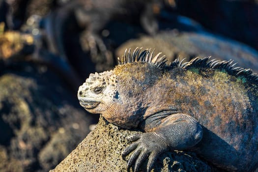 Magical Ecuador wildlife  Pictures