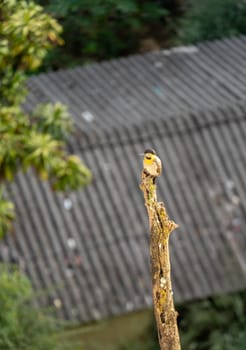 A woodpecker with yellow and black feathers perches on a dry tree trunk, blending into the urban surroundings with a blurry corrugated roof in the background.