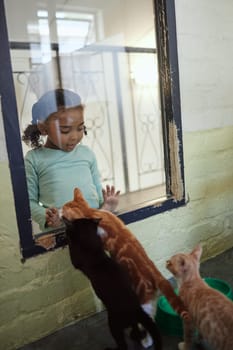 Child, girl or glass window of cat shopping in animal shelter, feline community charity or homeless rescue animals development. Kittens, cats or pets adoption foster, curious kid or volunteer youth.