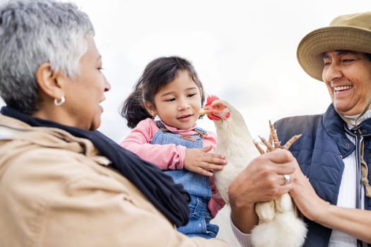 Farm, agriculture and grandparents with girl and chicken in countryside for farming, livestock and agro. Sustainability, family and child with bird for protein, animal produce and eco friendly ranch.