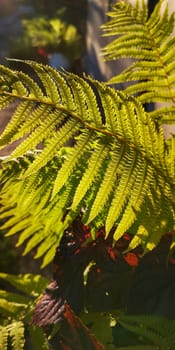 Wild natural green fern leaf in the backlight of the setting sun. Wild fern leaves, osmunda regalis, EAR TREES, OR PIICHES, tree fern branch Cyathea medullarisin front of sun