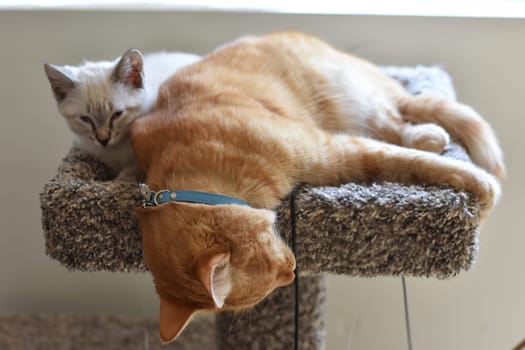 Orange Tabby Sleeping Funny and Small Kitten Awake. High quality photo