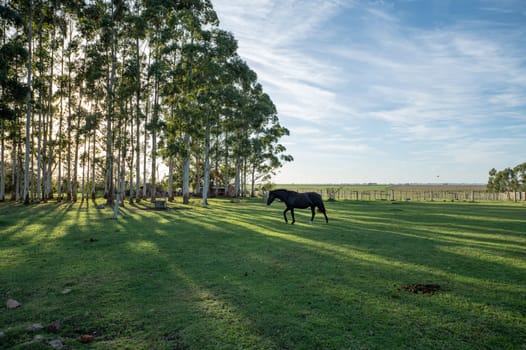 Criollo horses in the countryside of Uruguay.