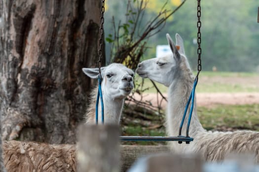 Llamas in the Parque Zoologico Lecoq in the capital of Montevideo in Uruguay