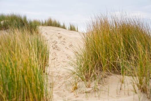 Sand dunes with marram grass and empty beach on Dutch coastline. Netherlands in overcast day. The dunes or dyke at Dutch north sea coast