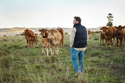 Man, farm and animals in the countryside for agriculture, travel or natural environment in nature. Male farmer or traveler walking on grass field with livestock, cattle or cows for dairy production.