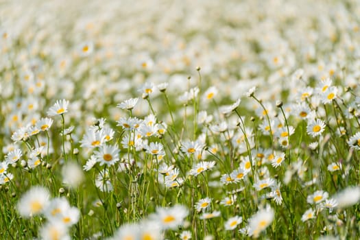 Daisy Chamomile background. Beautiful nature scene with blooming chamomilles in sun flare. Sunny day. Summer flowers