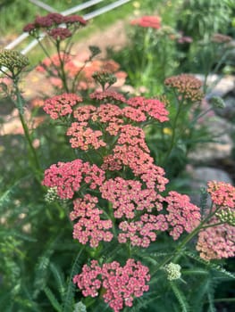 terrestrial,plant,flowering,shrub,flower,herbaceous,petal,grass,groundcover,annual,buddleia,hydrangea,lavender,lilac,purple,subshrub