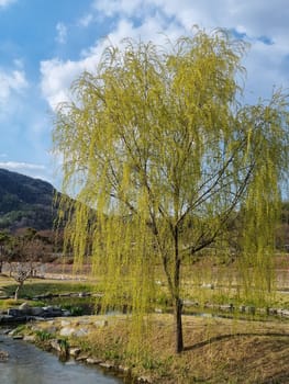 sky,tree,vegetation,trunk,water,cloud,grass,plant,twig,blue,branch,freezing,nature,reflection,turquoise,winter