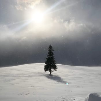 atmosphere,cloud,fir,freezing,light,nature,sky,snow,tree,winter