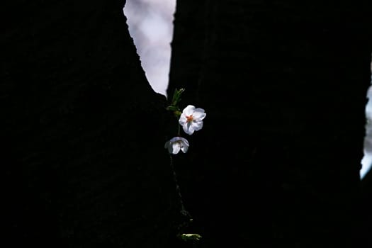 blossom,flower,petal,grass,plant,twig,darkness,black,jewellery,leaf,photography