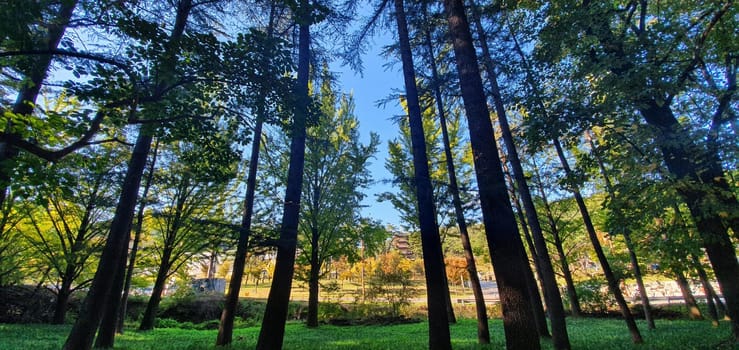 sky,tree,deciduous,ecoregion,trunk,plant,wood,larch,forest,grove,nature,sunlight,woodland