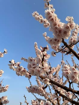 sky,blossom,tree,branch,flower,petal,plant,twig,frost,lavender,spring,winter