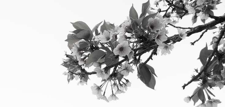 blossom,bouquet,flower,petal,plant,twig,botany,branch,leaf,monochrome,spring,tree