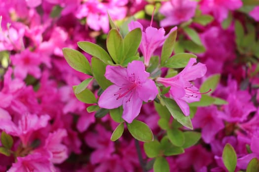 magenta,pink,tree,flower,petal,plant,groundcover,purple,lavender,lilac,violet