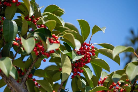 sky,berry,fruit,tree,produce,branch,plant,blue,flower,leaf