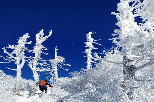 sky,tree,slope,world,freezing,frost,snow,twig,branch,ice,plant,recreation,winter