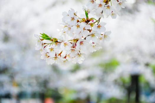 white,flower