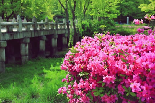 green,nature,botany,tree,vegetation,leaf,flower,petal,plant,blue,groundcover,lavender,lilac,purple,shrub,spring,violet